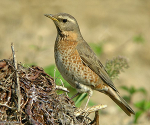 Хөөндэй (Науманны хөөндэй)